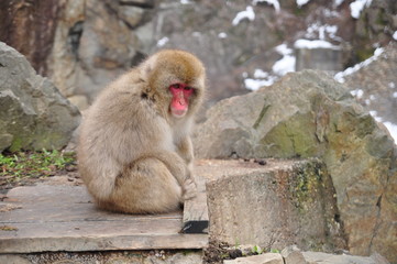 snow monkey nagano Japan