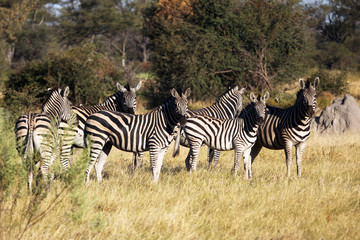Fototapeta na wymiar Zebras in Botswana