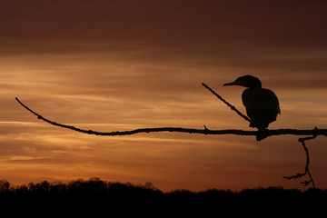 cormoran branche oiseau soleil repos calme nature