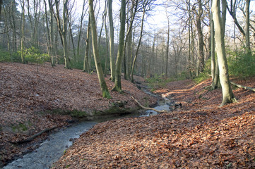 Burnham Beeches in winter