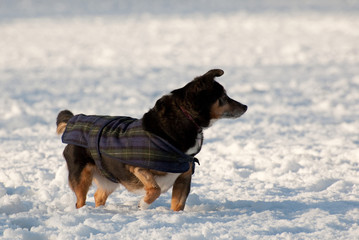 winter playtime for a small cute dog