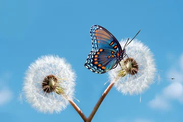Afwasbaar Fotobehang Vlinder lentetijd