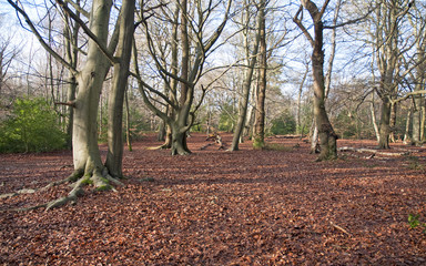 Burnham Beeches in winter