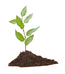 Tree shoot isolated on white background