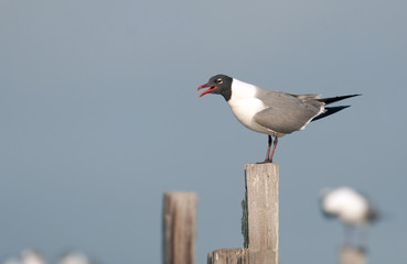 Common Tern