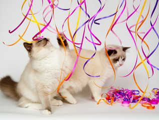 Ragdolls kittens playing with streamers