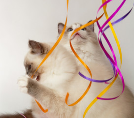 Ragdolls kittens playing with streamers