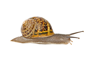 Clsoe up of Burgundy (Roman) snail isolated on white background