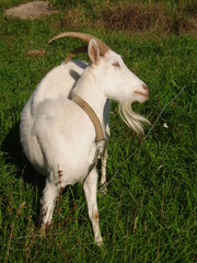 Fototapeta premium Buck scratches