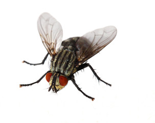 Red Eyed Fly