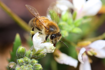 Abeille