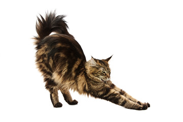 maine coon cat stretching