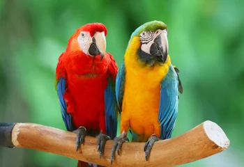 Gartenposter Papagei Paar schöne Aras