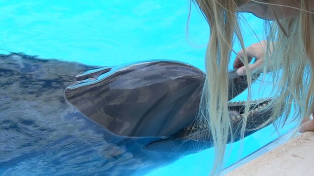 Dolphin in aquapark