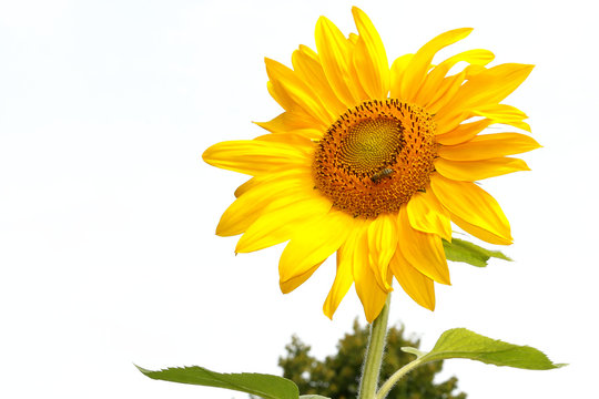 Yellow sunflower on white background