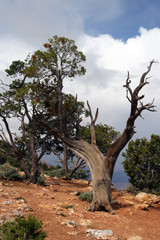 Grand Canyon National Park, USA..