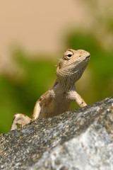 Garden Lizard