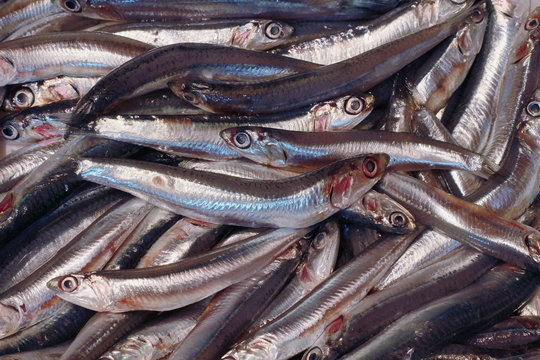 sardine