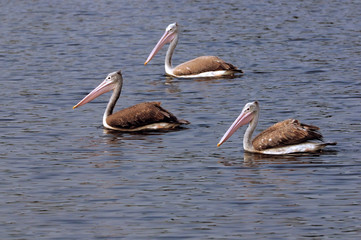 Pelicans