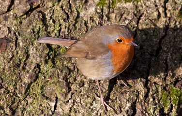 British Robin (Erithacus rubecula)