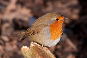 Fototapeta premium British Robin (Erithacus rubecula)