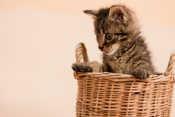 Fototapeta na wymiar cat in the basket