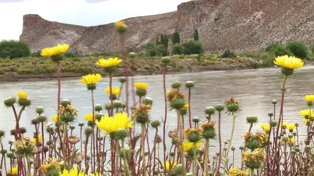Yellow flowers in wind, river and rock in the background.
