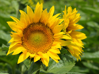 Fototapeta premium Sunflowers
