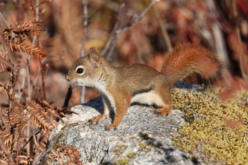 Red Squirrel
