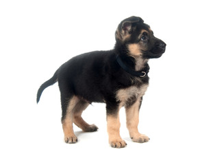 Obraz premium German Shepherd puppy on white