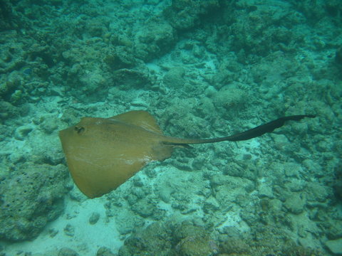 Federschwanz-Stechrochen