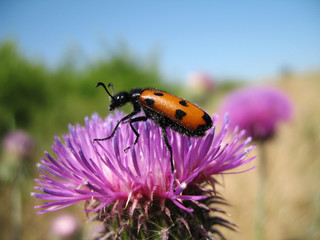 Insect on meadow colors