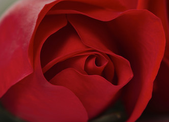 Sensuous Macro Closeup of a Red Rose