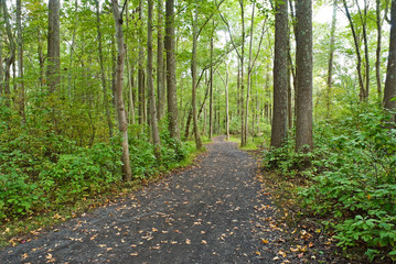 Summer Trail