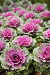 Fototapeta premium Ornamental Cabbage Outdoors