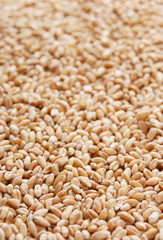 Heap of a wheat grain