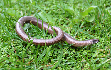 juvenile Anguis fragilis slow worm, often mistaken for a snake.