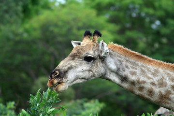 Girafe mangeant des feuilles d'acacia
