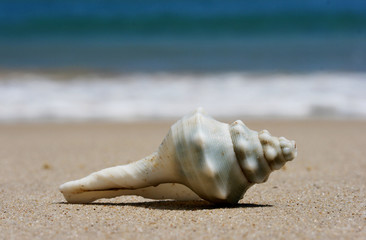 Lonely shell