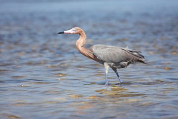 Reddish Egret (Egretta rufescens)