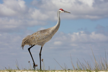 Fototapeta premium Sandhill Crane (Grus canadensis)