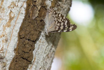 Butterfly on Tree