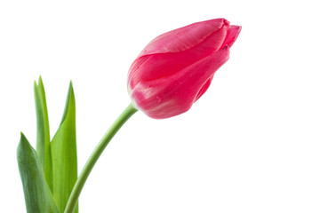 spring tulip isolated