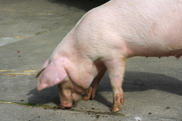 Schwein