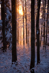 Sonne im schneebedeckten Wald