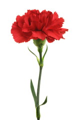 Dianthus caryophyllus (carnation)