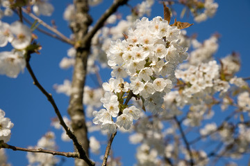 Blüten Kirschbaum
