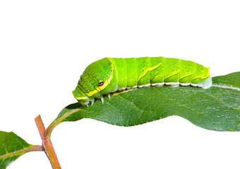 Green caterpillar on leaf 2