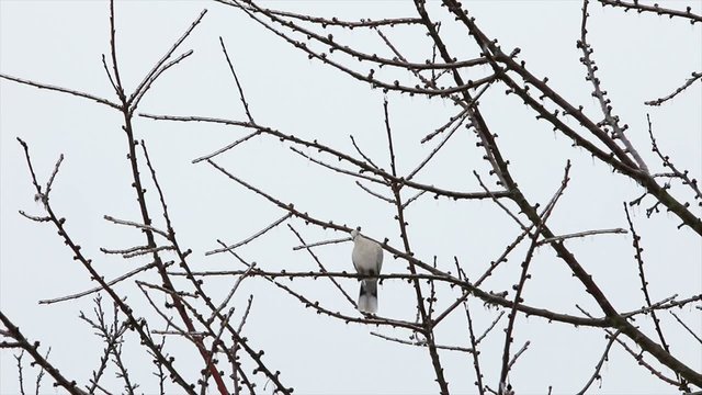 Wei&szlig;e Taube beim Abflug