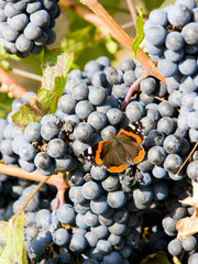 Fototapeta premium grapevines in vineyard with butterfly, Czech Republic